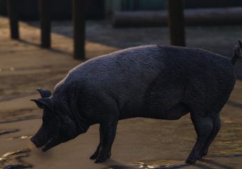 Soluce GTA 5 : Comment incarner un animal dans le jeu ?
