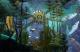 Song of the Deep