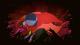 Hyper Light Drifter_20160726011428