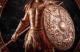 Jaquette A Total War Saga: Troy