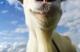 Jaquette Goat Simulator