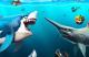 Jaquette Hungry Shark World