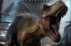 Jaquette Jurassic World Evolution