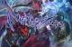 Jaquette Nights of Azure