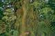 Jaquette Secret of Mana