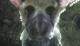 Jaquette The Last Guardian VR
