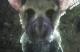 Jaquette The Last Guardian VR